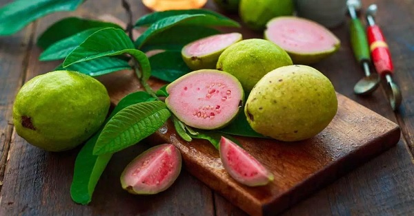 guava leave