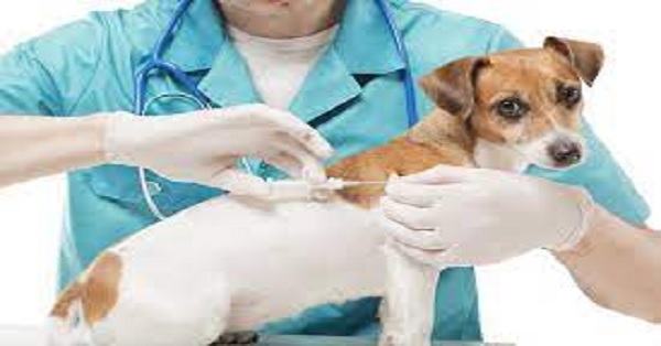 vaccine for animal