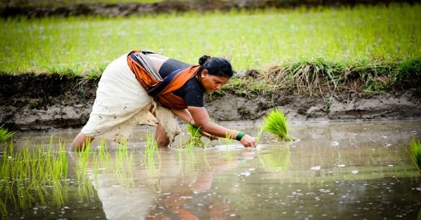 farmer paddy