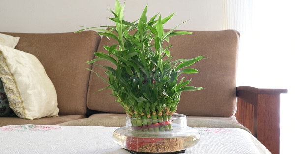 bamboo plants