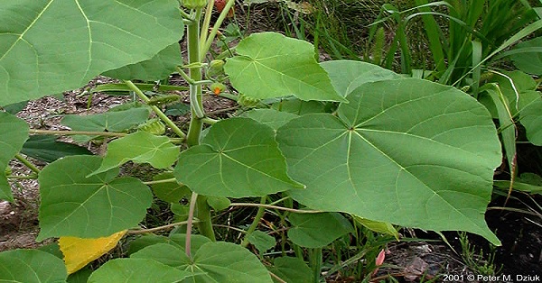 velvet leaf