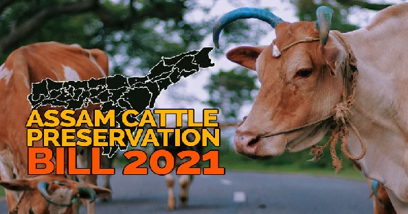 assam cattle