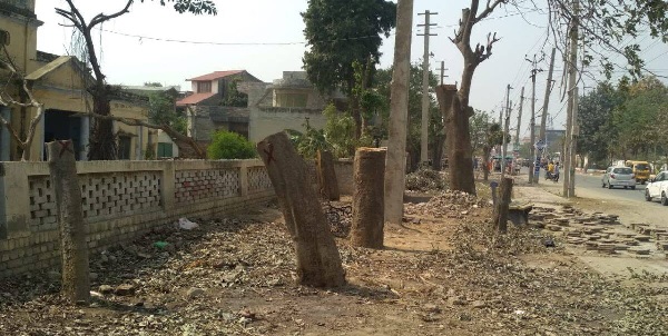 cut trees in moga