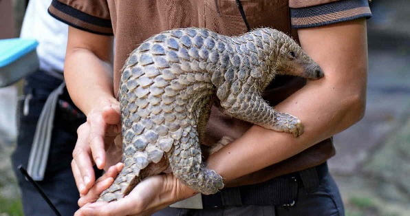 pangolin scale