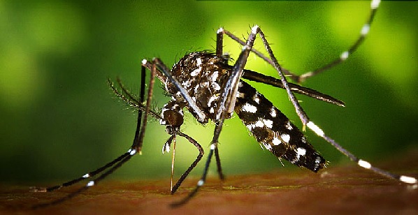 zika virus 1