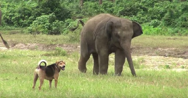 dog and elephant